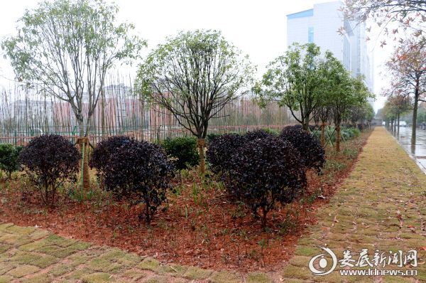 婁底園林綠化“煥新顏”:從“見縫插綠”到“遍地開花”(圖1) 婁底園林綠化“煥新顏”:從“見縫插綠”到“遍地開花”(圖1)