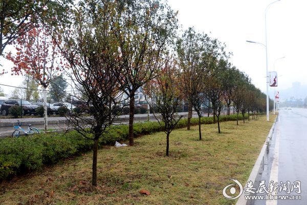 婁底園林綠化“煥新顏”:從“見縫插綠”到“遍地開花”(圖7) 婁底園林綠化“煥新顏”:從“見縫插綠”到“遍地開花”(圖7)