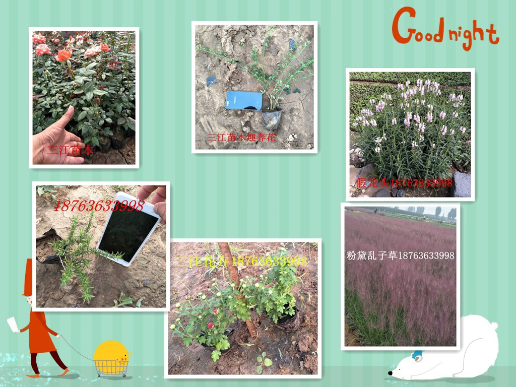 綠化迎春價格查詢(圖2) 綠化迎春價格查詢(圖2)