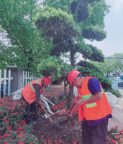 堅持精細化管理 打造有“顏”園林城市 嘉興科技城(南湖高新區)推出一系列“精細化”園林綠化養護管理措施(圖4) 堅持精細化管理 打造有“顏”園林城市 嘉興科技城(南湖高新區)推出一系列“精細化”園林綠化養護管理措施(圖4)