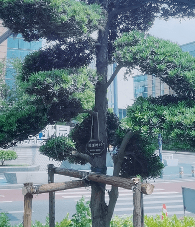 堅持精細化管理 打造有“顏”園林城市 嘉興科技城(南湖高新區)推出一系列“精細化”園林綠化養護管理措施(圖5) 堅持精細化管理 打造有“顏”園林城市 嘉興科技城(南湖高新區)推出一系列“精細化”園林綠化養護管理措施(圖5)