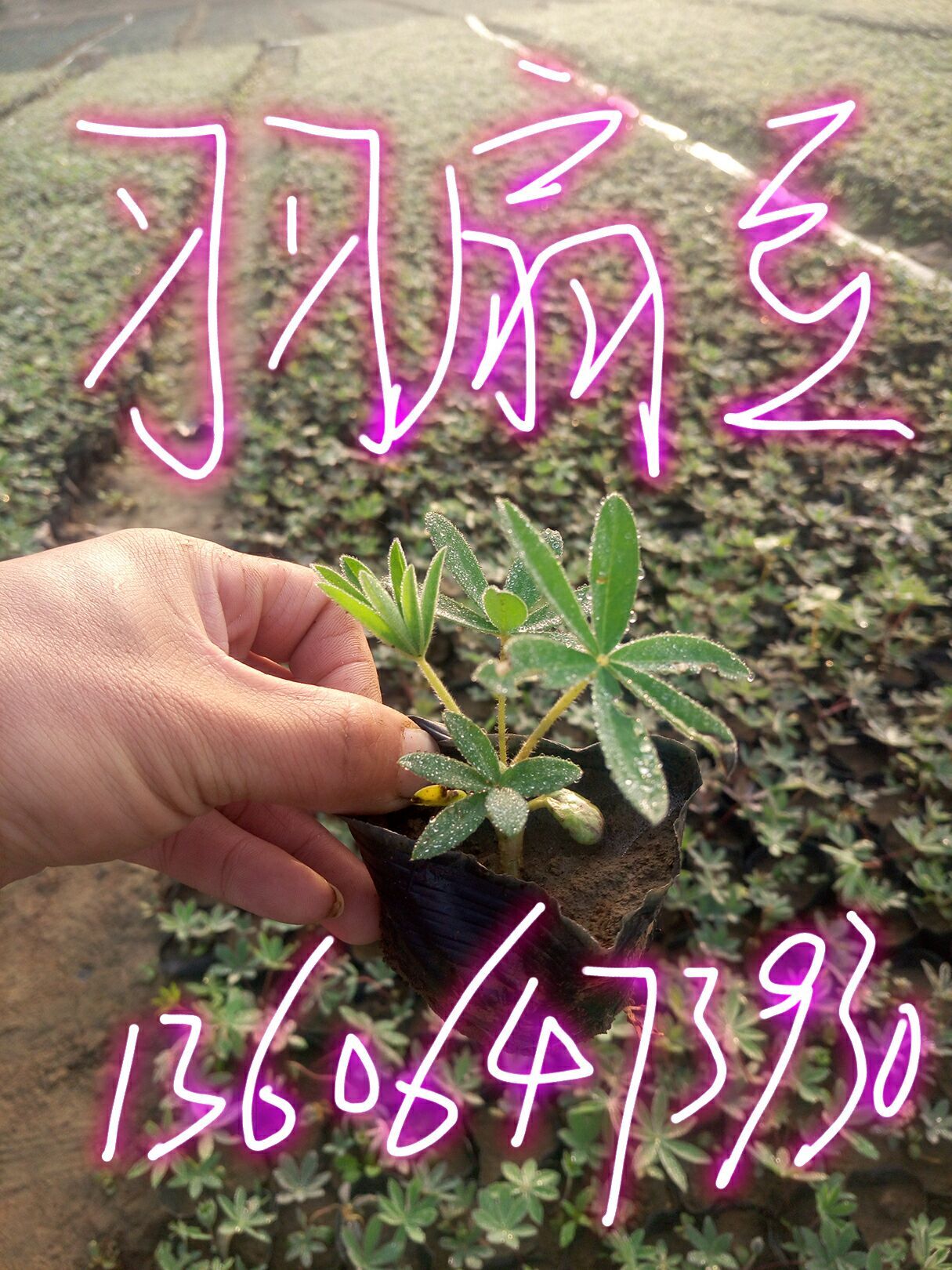 九游會J9長沙福祿考叢生福祿考枝櫻芝櫻出芽率高苗圃價格基地批發(fā)棒棒噠(圖1) 九游會J9長沙福祿考叢生福祿考枝櫻芝櫻出芽率高苗圃價格基地批發(fā)棒棒噠(圖1)