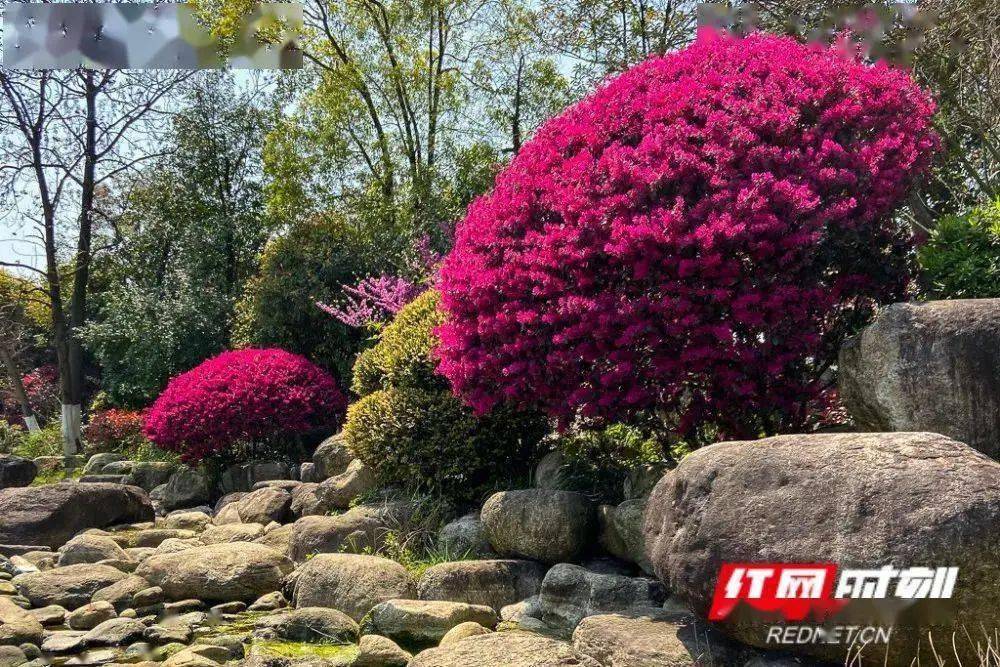 湖南｜苗木花卉種植面積166萬畝 年銷售額140億元(圖1)
